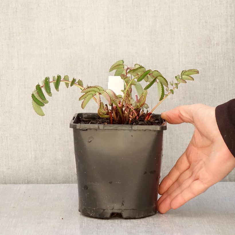 Sanguisorba hakusanensis Pink Brushes Vaso da 2L/3L esemplare consegnato in primavera