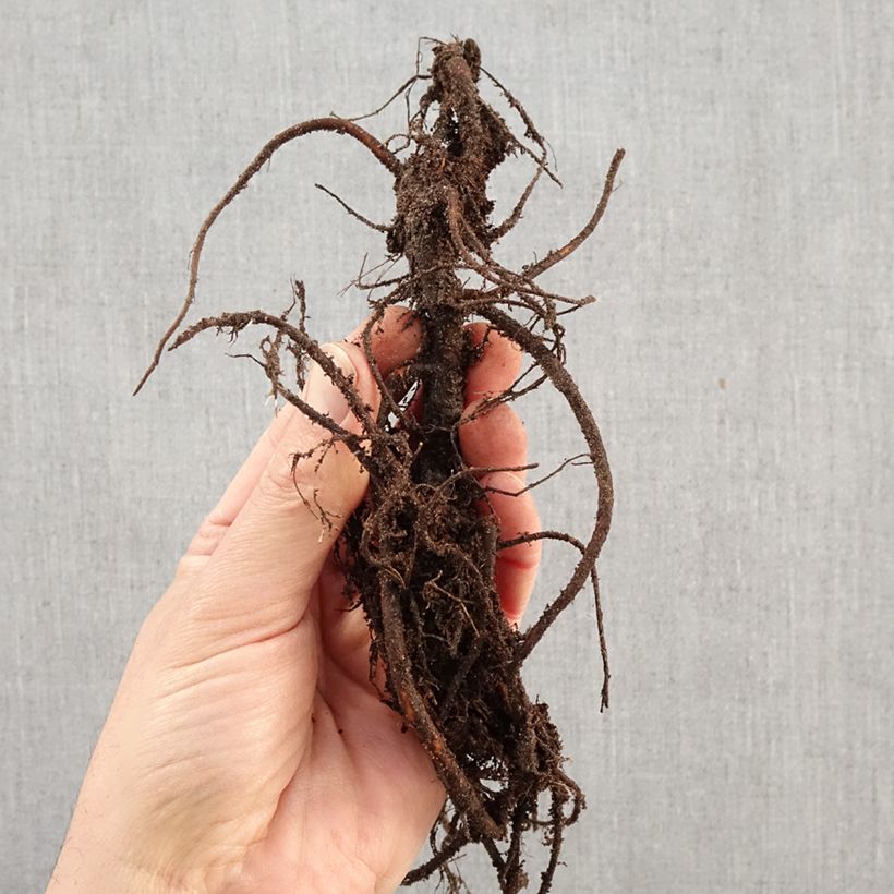 Sanguisorba menziesii Piante piccole a radice nuda esemplare consegnato in inverno