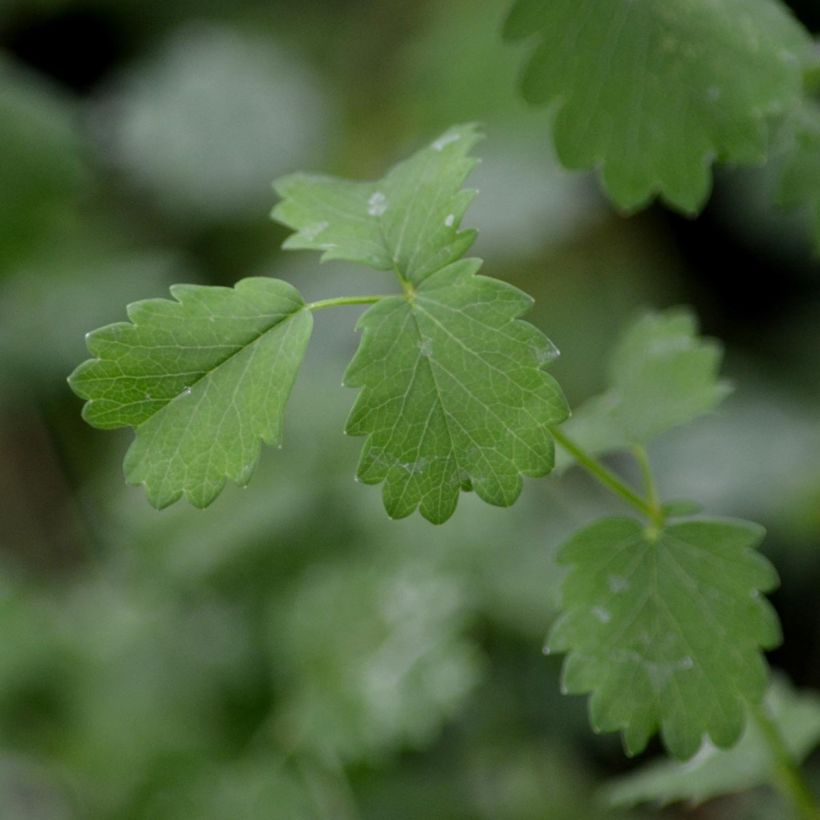 Sanguisorba minor - Pimpinella (Foliage)