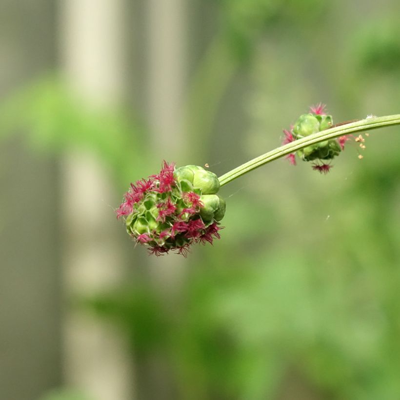Sanguisorba minor - Pimpinella (Flowering)