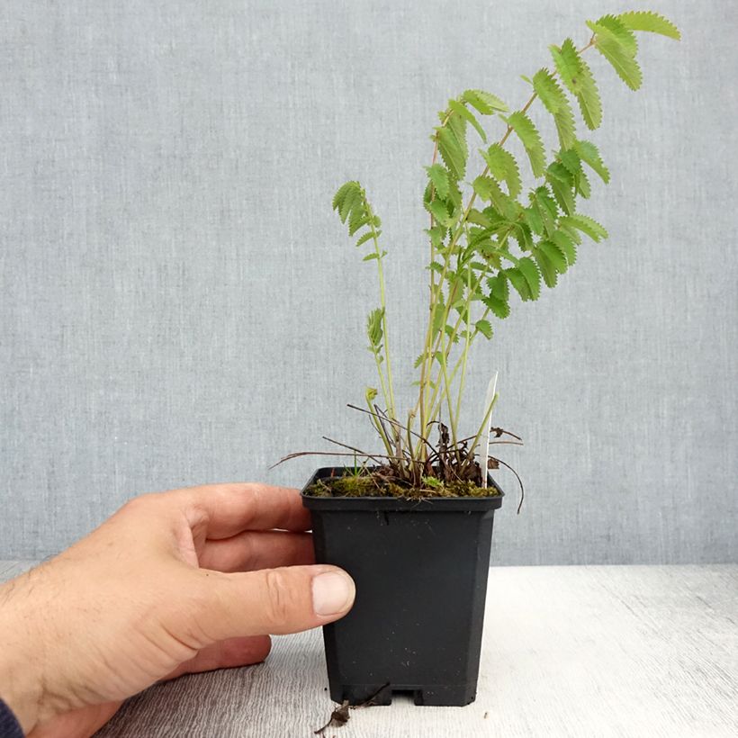 Sanguisorba officinalis Arnhem - Salvastrella maggiore Vasetto da 8/9 cm esemplare consegnato in primavera