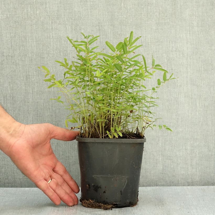Esemplare di Sanguisorba officinalis Pink Tanna - Salvastrella maggiore Vaso da 2L/3L consegnato in estate