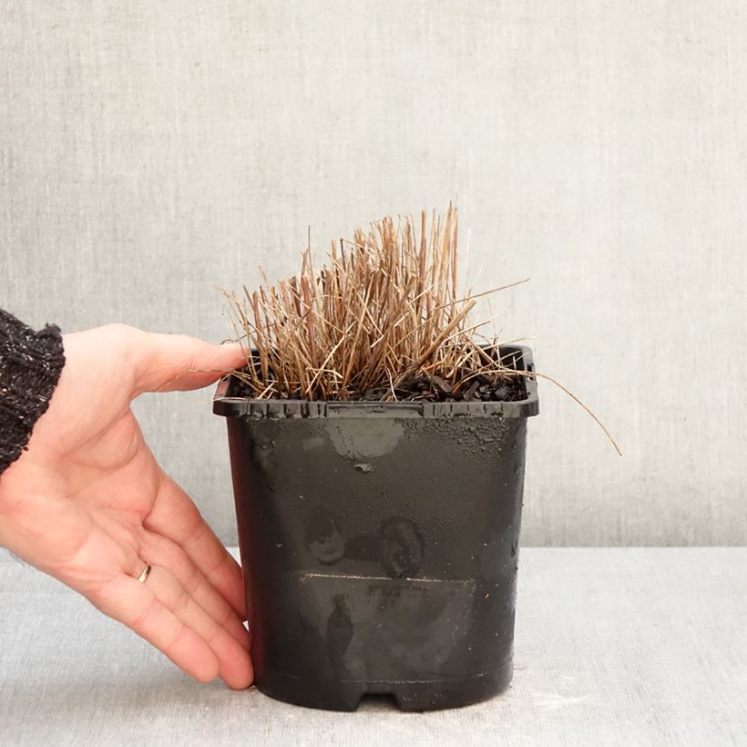 Sanguisorba officinalis Pink Tanna - Salvastrella maggiore Vaso da 2L/3L esemplare consegnato in inverno