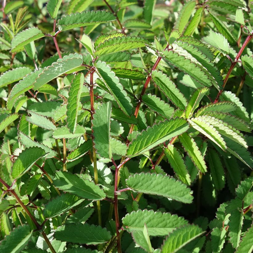 Sanguisorba Plum Drops (Fogliame)