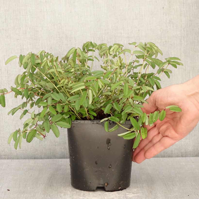 Sanguisorba Plum Drops Vaso da 1,5L/2L esemplare consegnato in primavera