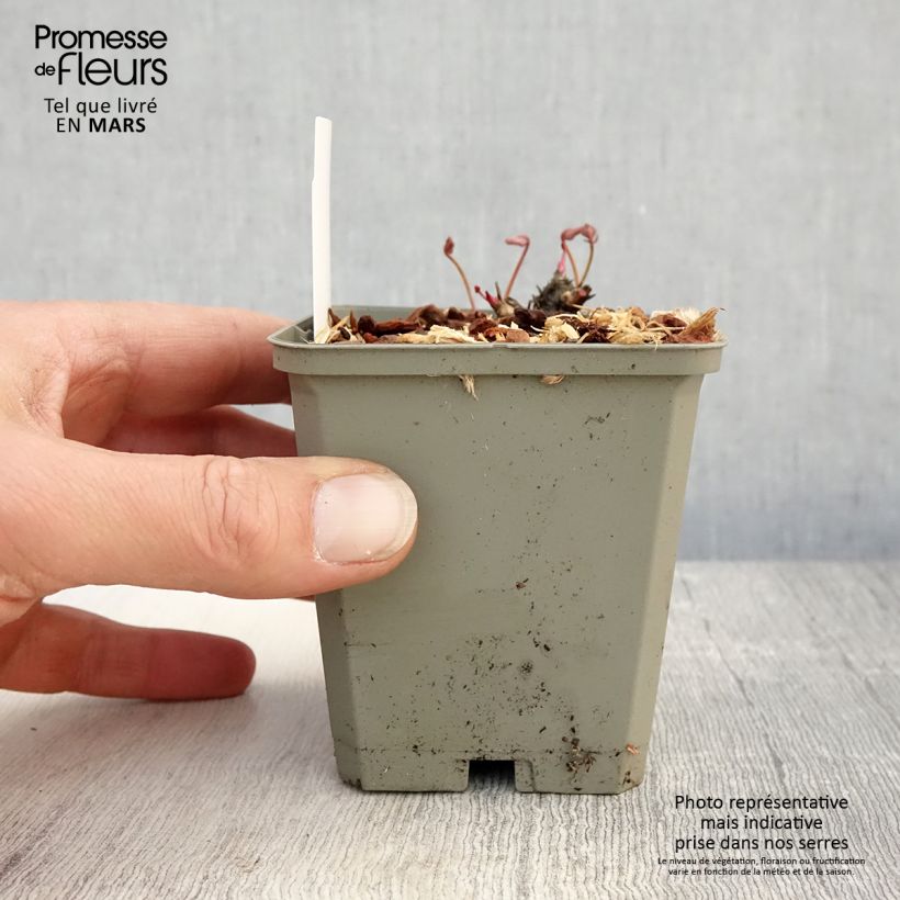 Example of Sanguisorba Proud Mary Vasetto da 8/9 cm as you get in printemps