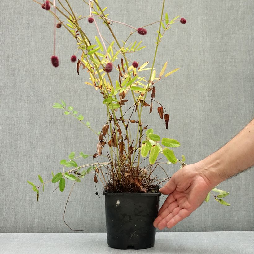 Esemplare di Sanguisorba Proud Mary Vaso da 2L/3L consegnato in estate