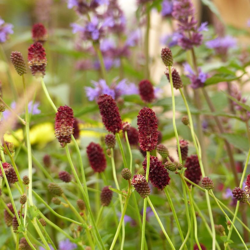 Sanguisorba officinalis Red Thunder - Salvastrella maggiore (Flowering)