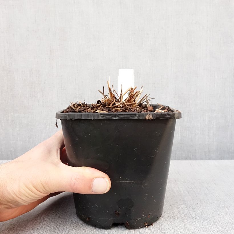 Sanguisorba White Brushes Pot de 2L/3L esemplare consegnato in inverno