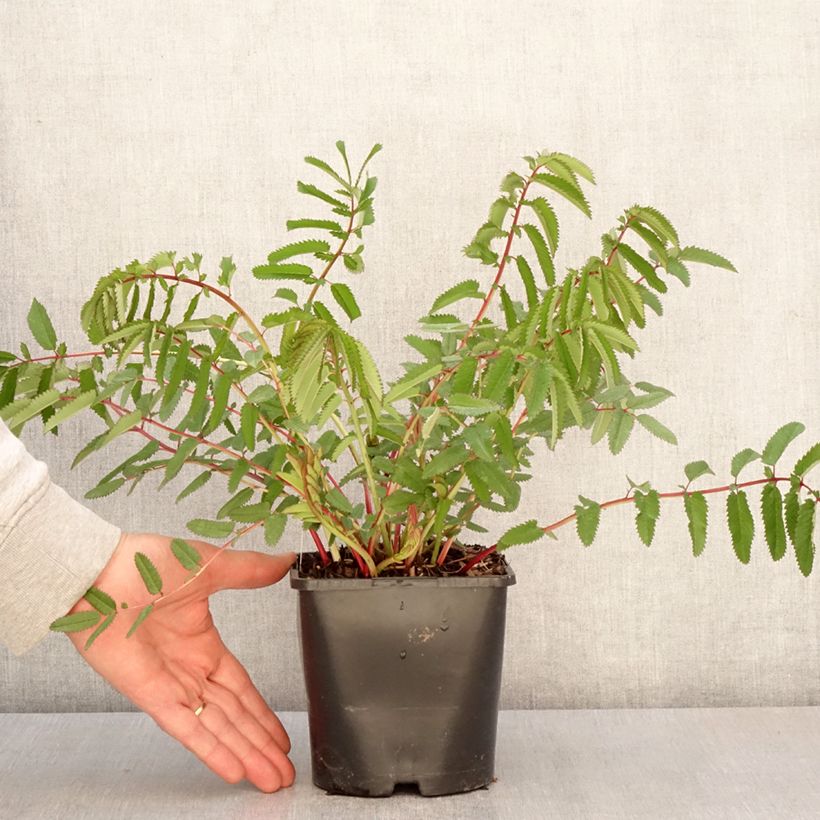 Sanguisorba hakusanensis White Brushes Vaso da 2L/3L esemplare consegnato in primavera