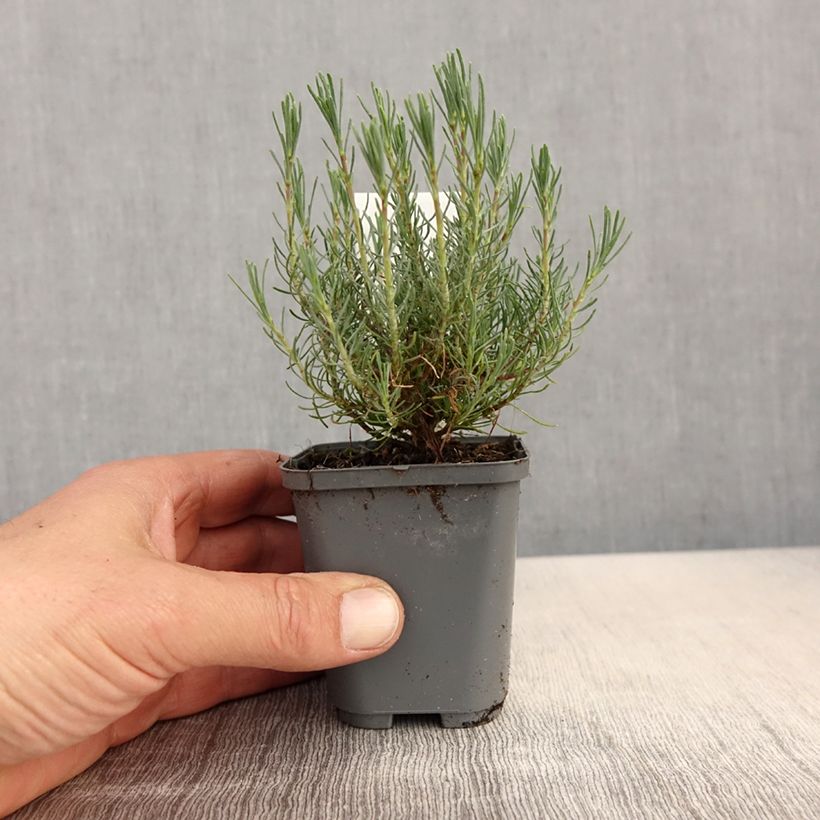 Example of Santolina virens - Crespolina verdeggiante Vasetto da 8/9 cm as you get in printemps