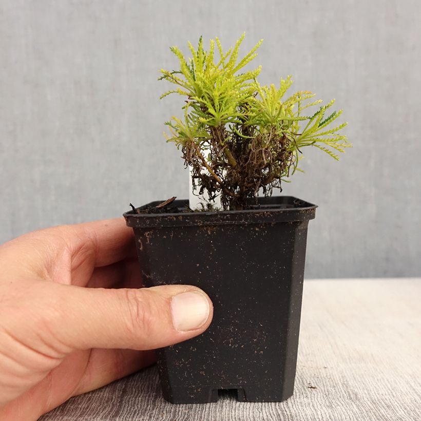 Example of Santolina virens Lemon Fizz Vasetto da 8/9 cm as you get in printemps