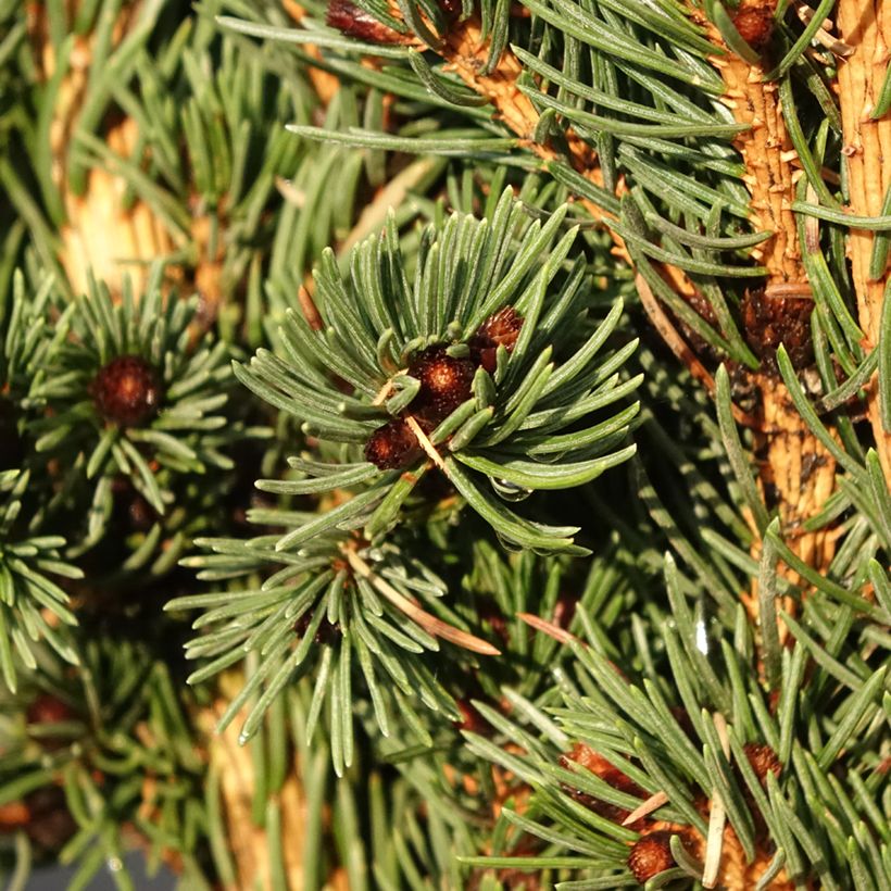 Picea pungens Lucky Strike (Fogliame)