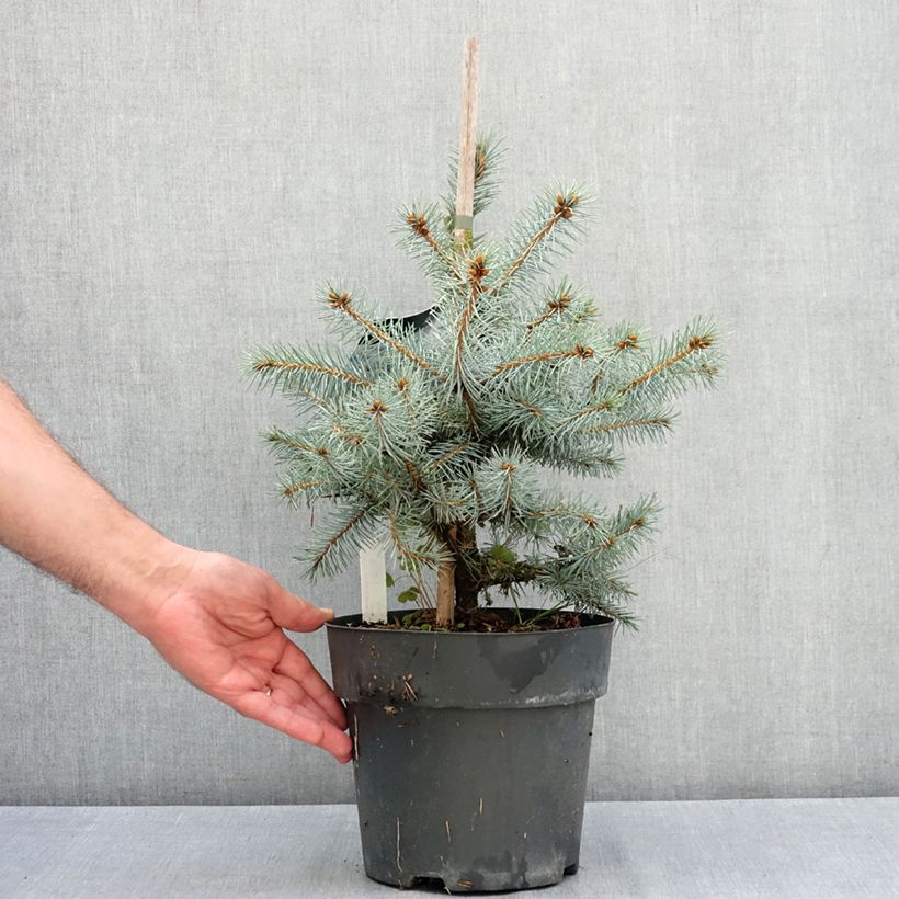 Esemplare di Picea pungens Blue Diamond Vaso da 4L/5L consegnato in estate
