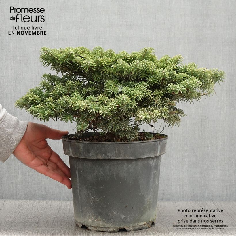 Esemplare di Abete coreano Tundra - Abies koreana Pezzo come consegnato in autunno
