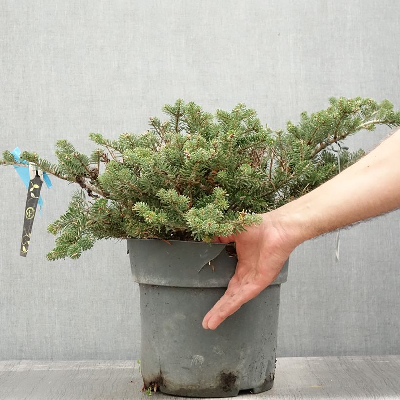Esemplare di Abete coreano Green Carpet - Abies koreana Vaso da 3L/4L come consegnato in autunno