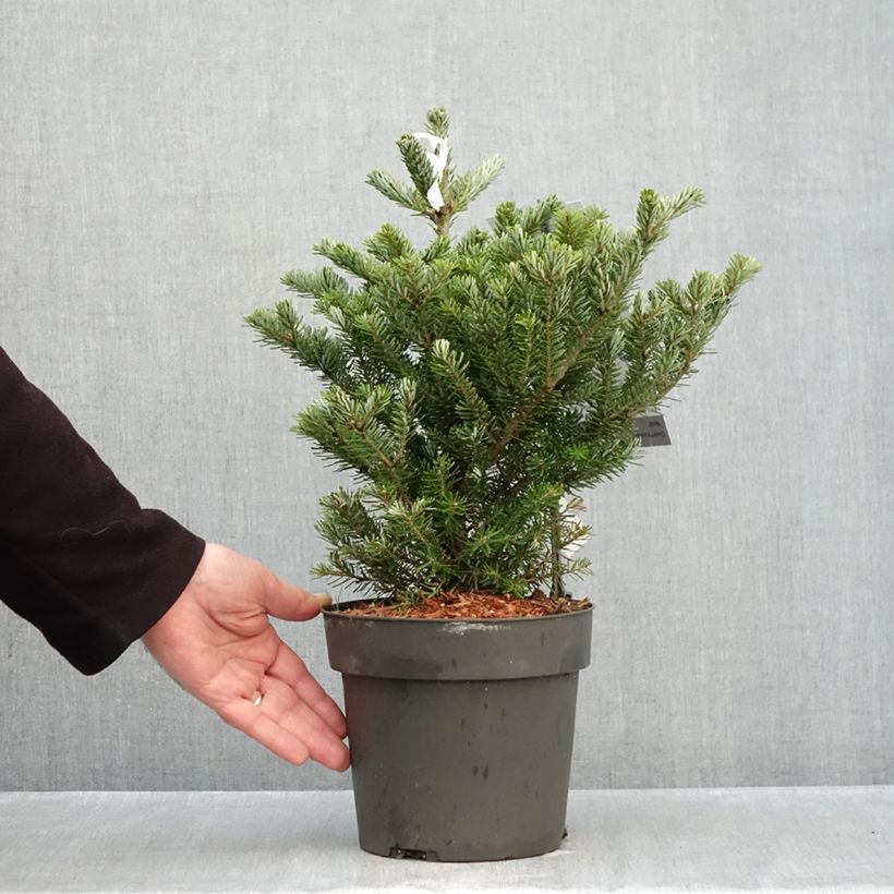 Esemplare di Abete coreano Molli - Abies koreana Vaso da 4L/5L come consegnato in autunno