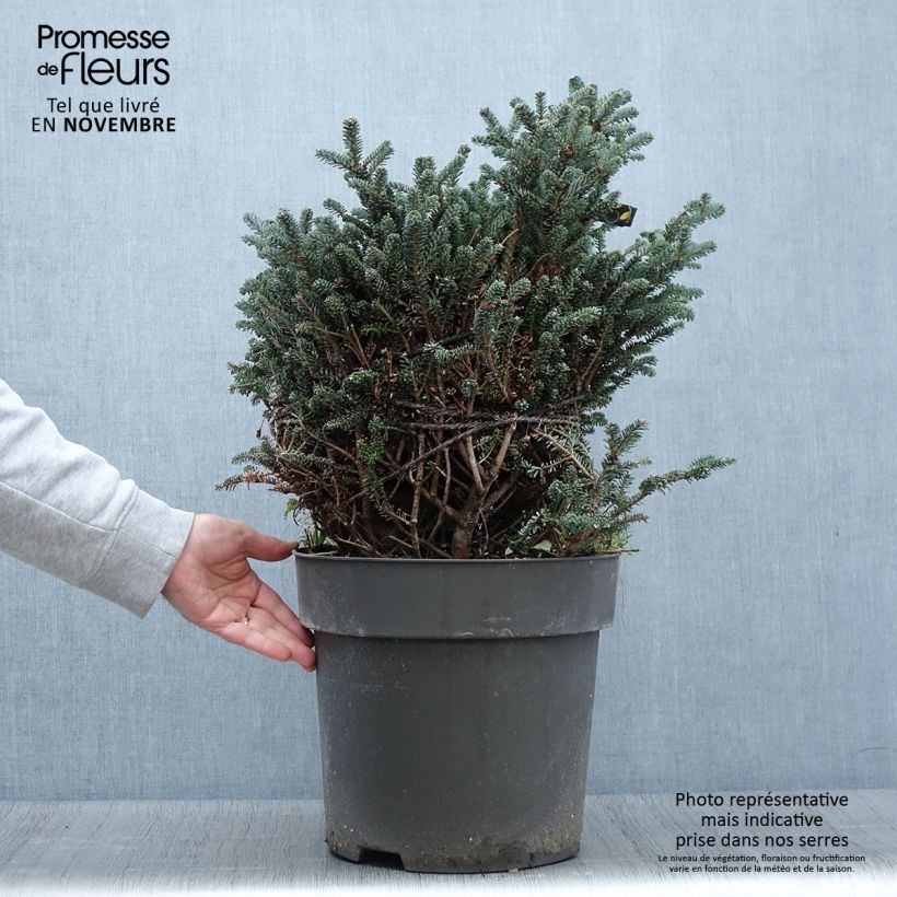 Esemplare di Sapin de Corée nain - Abies koreana Oberon Pièce come consegnato in autunno