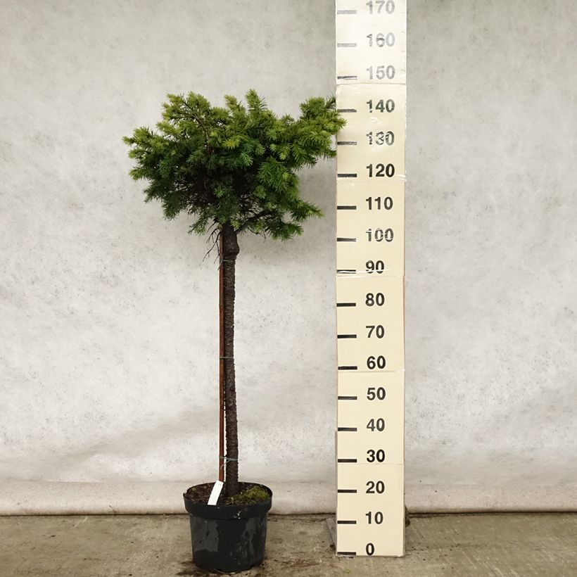 Esemplare di Pseudotsuga menziesii Fletcheri - Abete di Douglas Vaso da 7,5L/10L, Vaso impalcato consegnato in estate