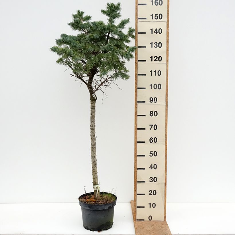 Esemplare di Pseudotsuga menziesii Fletcheri - Abete di Douglas Vaso da 7,5L/10L, Vaso impalcato come consegnato in autunno