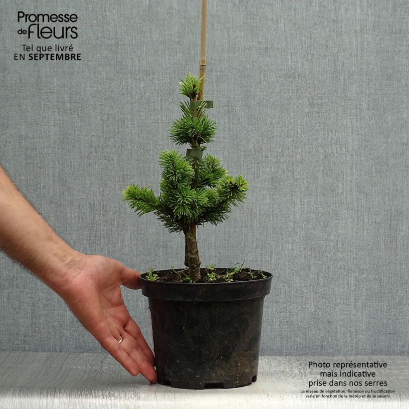 Esemplare di Pseudotsuga menziesii Pannenhoef - Abete di Douglas Vaso da 3L/4L come consegnato in autunno
