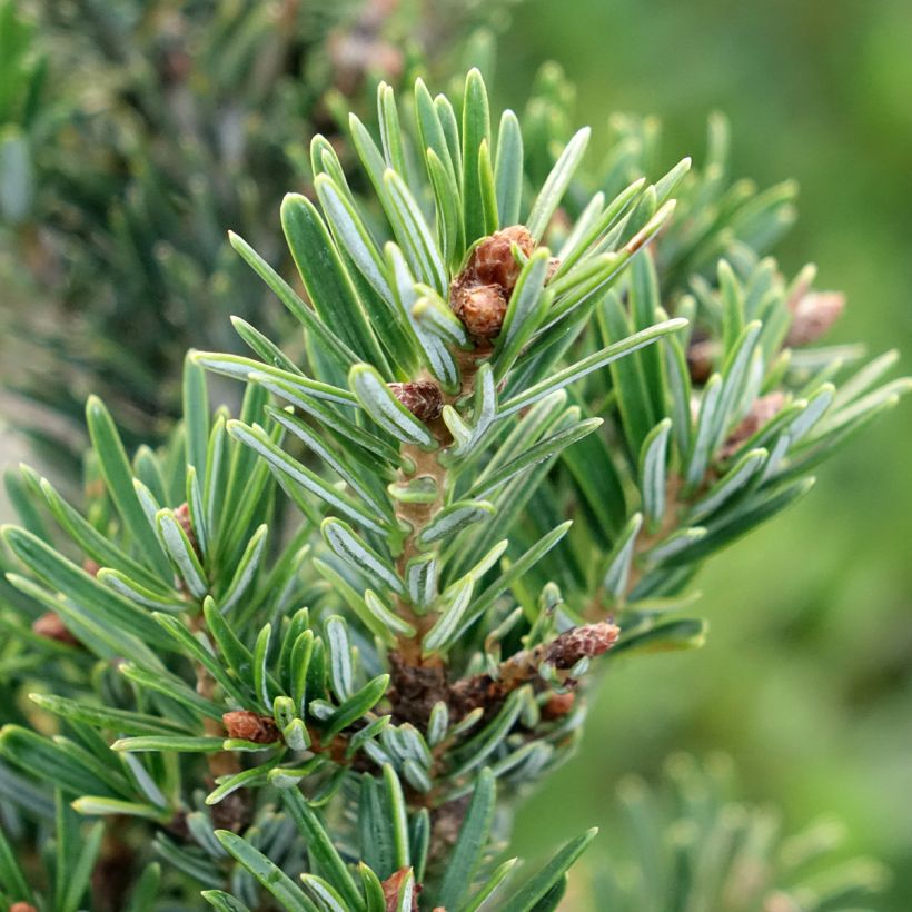 Abete del Caucaso Kulista - Abies nordmanniana (Fogliame)