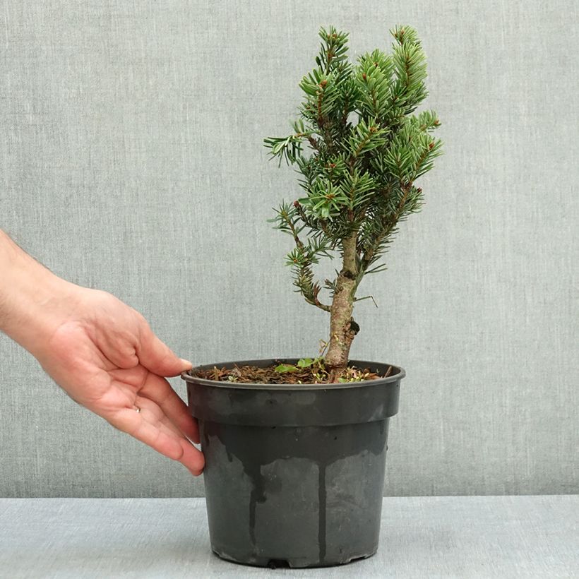 Esemplare di Abete del Caucaso Kulista - Abies nordmanniana Vaso da 3L/4L consegnato in estate
