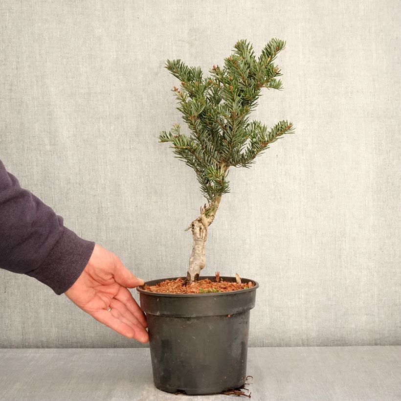 Abete del Caucaso Kulista - Abies nordmanniana Vaso da 3L/4L esemplare consegnato in primavera