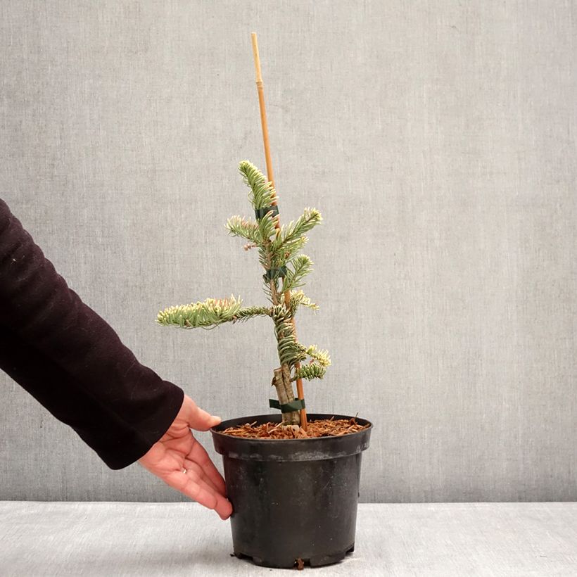 Example of Abete nobile Sherwoodii - Abies procera  Vaso da 3L/4L as you get in hiver