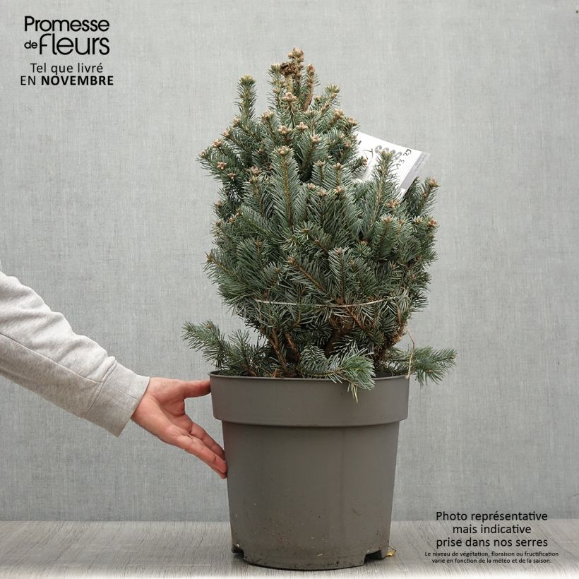 Esemplare di Sapin subalpin - Abies lasiocarpa Compacta Pot de 6L/7L come consegnato in autunno