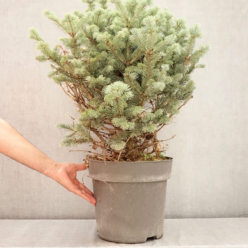 Esemplare di Abete delle rocce Compacta - Abies lasiocarpa var. arizonica Vaso da 6L/7L consegnato in estate