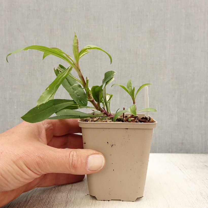 Saponaria Max Frei Vasetto da 8/9 cm esemplare consegnato in primavera