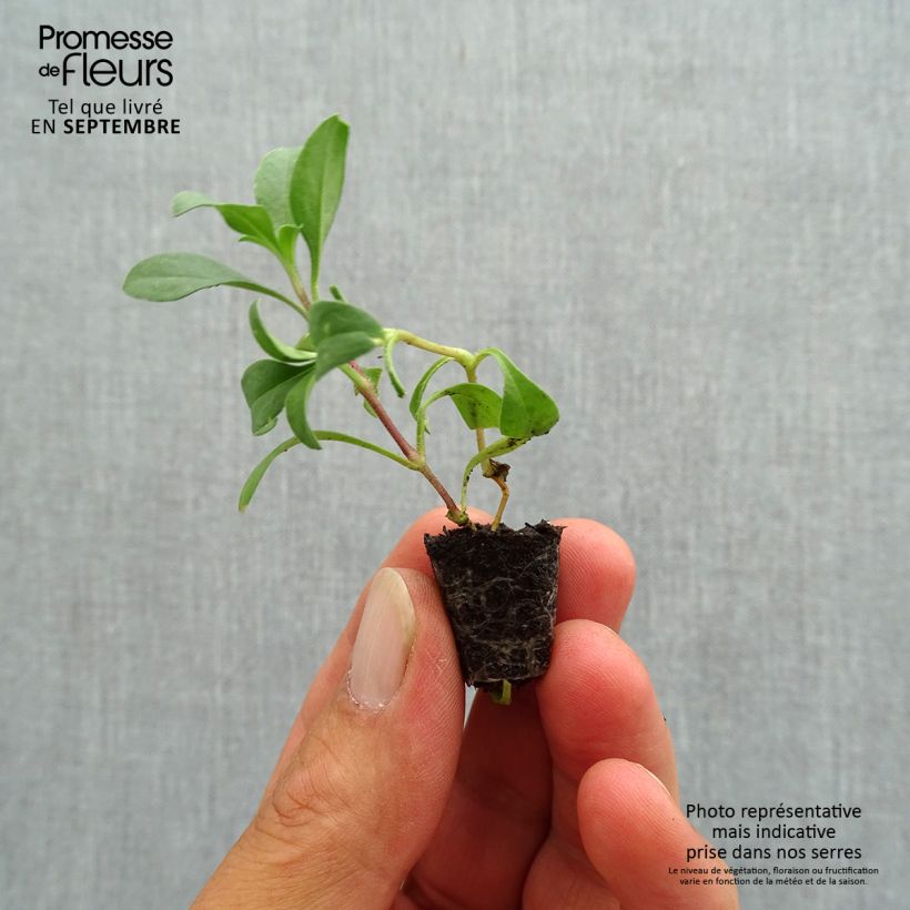 Esemplare di Saponaria ocymoides - Saponaria rossa Mini zolla Ø 1,5/2,5 cm come consegnato in autunno