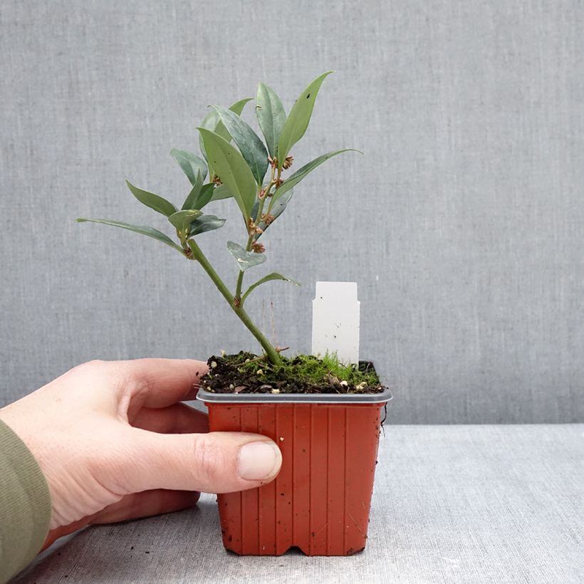 Example of Sarcococca ruscifolia Dragon's gate Vasetto da 8/9 cm as you get in hiver