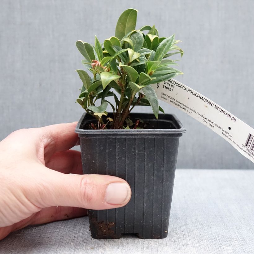 Example of Sarcococca hookeriana var. humilis Fragrant Mountain Vasetto da 8/9 cm as you get in hiver