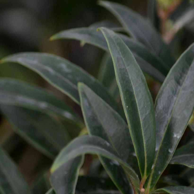 Sarcococca hookeriana var. digyna (Foliage)