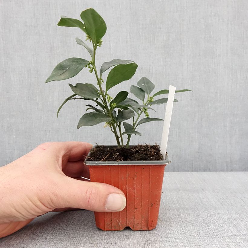 Sarcococca hookeriana humilis Godet de 8/9 cm esemplare consegnato in inverno