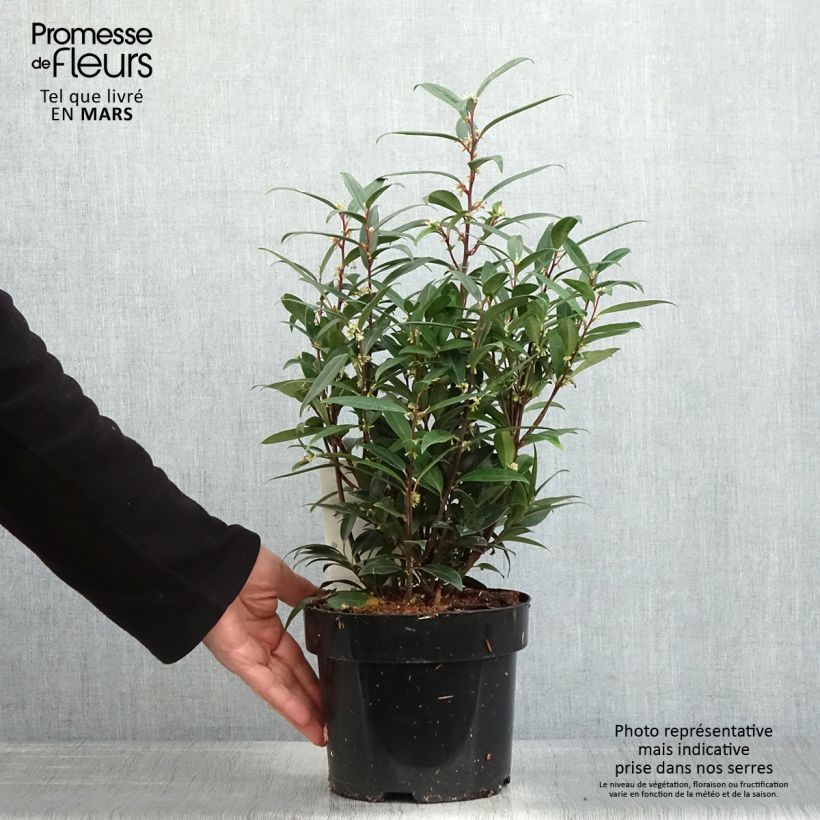 Example of Sarcococca hookeriana var. digyna Purple Gem Vaso da 3L/4L as you get in printemps