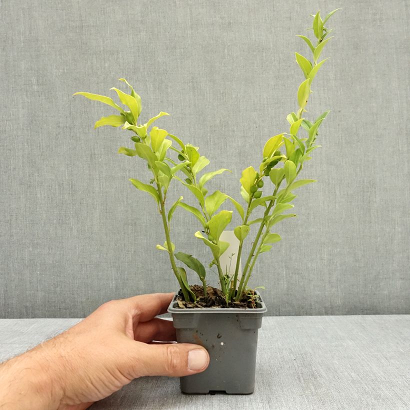 Esemplare di Sarcococca ruscifolia Vasetto da 8/9 cm consegnato in estate