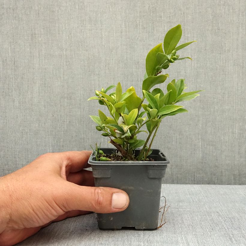 Sarcococca ruscifolia Vasetto da 8/9 cm esemplare consegnato in primavera