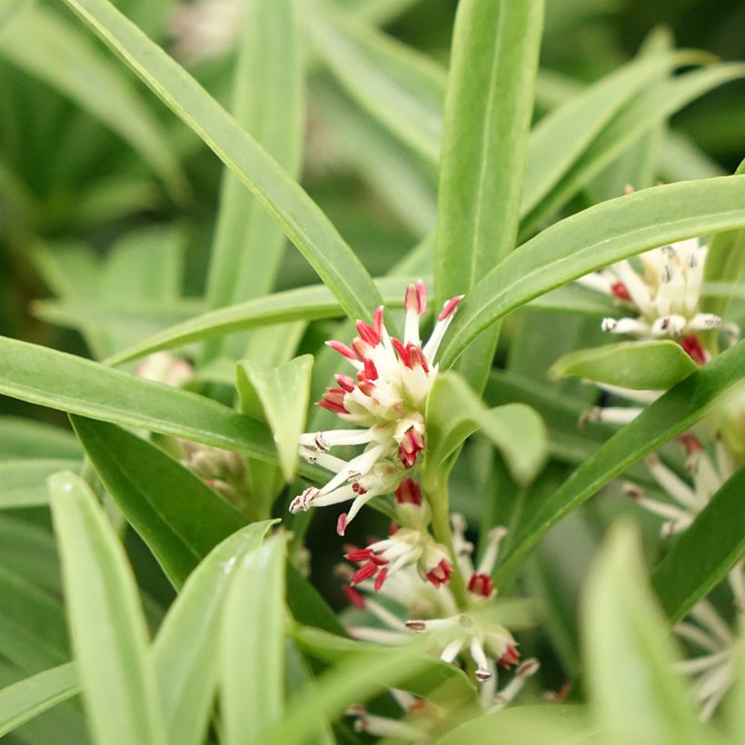 Sarcococca saligna (Flowering)