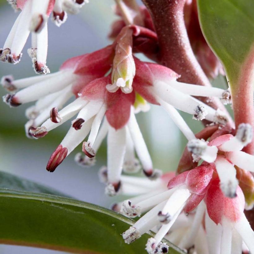 Sarcococca Winter Gem (Flowering)