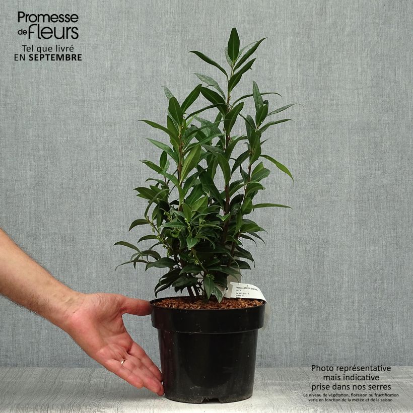 Esemplare di Sarcococca Winter Gem Vaso da 2L/3L come consegnato in autunno
