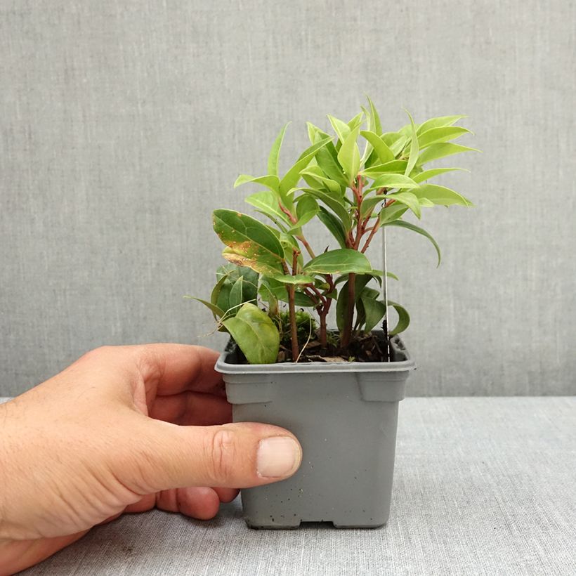 Sarcococca Winter Gem Vasetto da 8/9 cm esemplare consegnato in primavera