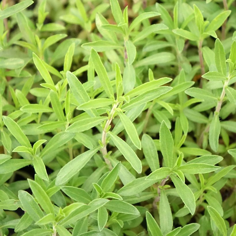 Santoreggia montana Bio (piante) (Foliage)