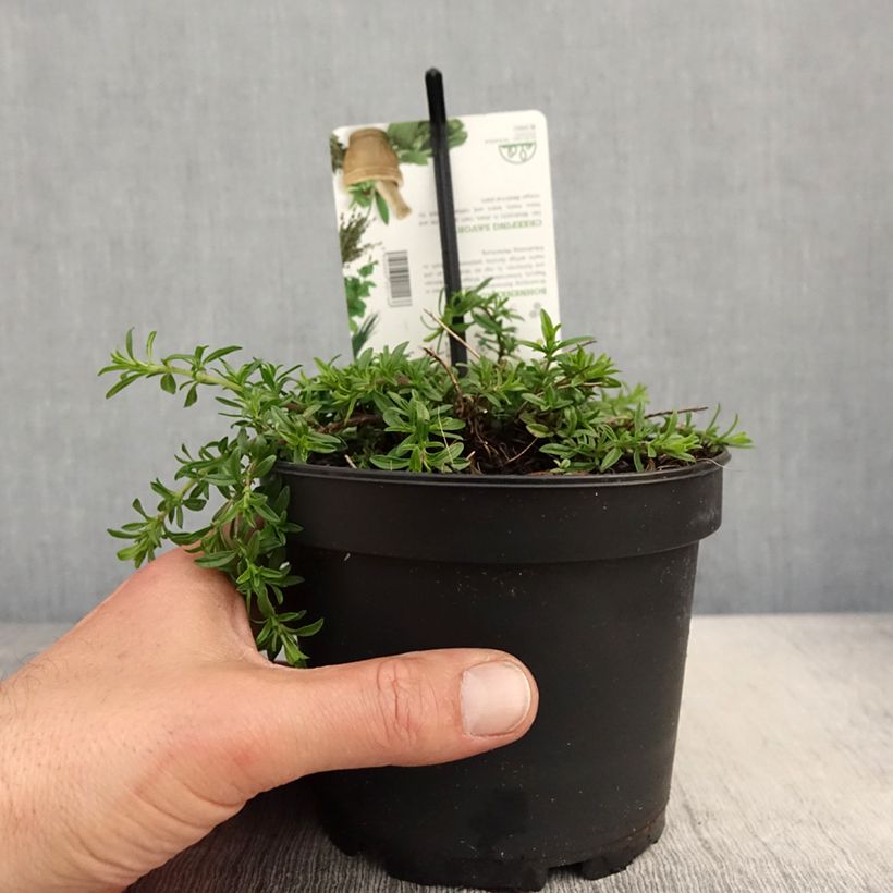 Example of Satureja spicigera - Santoreggia strisciante Vaso da 1,5L/2L as you get in printemps