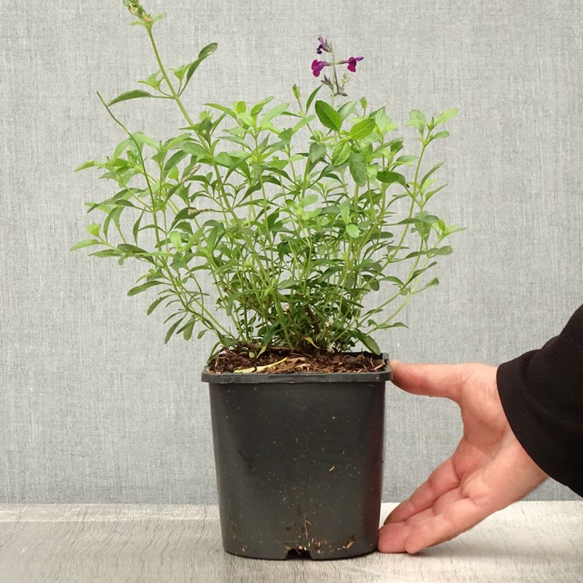 Esemplare di Salvia greggii Amethyst Lips Vaso da 2L/3L come consegnato in autunno