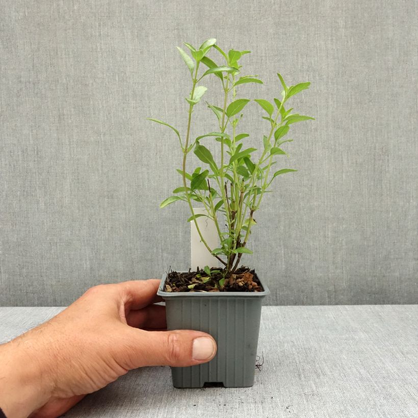 Salvia jamensis Belle de Loire - Salvia arbustiva Vasetto da 8/9 cm esemplare consegnato in primavera