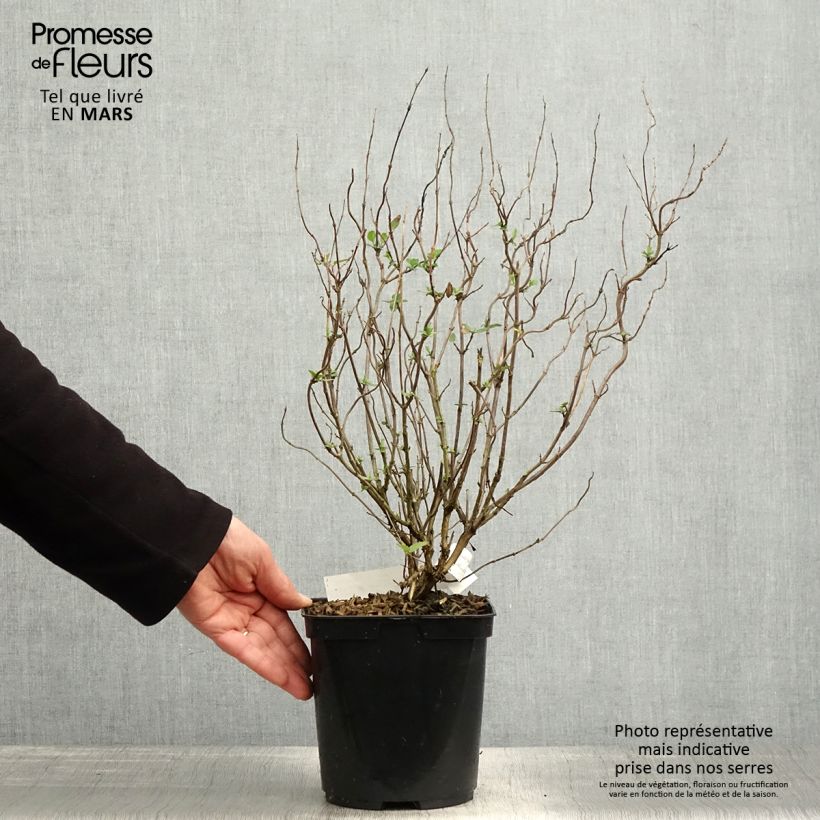 Salvia microphylla Cerro Potosi - Salvia arbustiva Vaso da 2L/3L esemplare consegnato in primavera