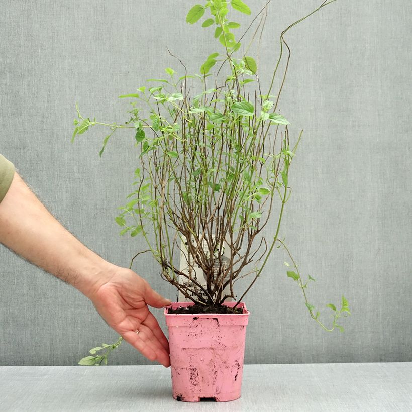 Esemplare di Salvia jamensis Malabar - Salvia arbustiva Vaso da 2L/3L come consegnato in autunno